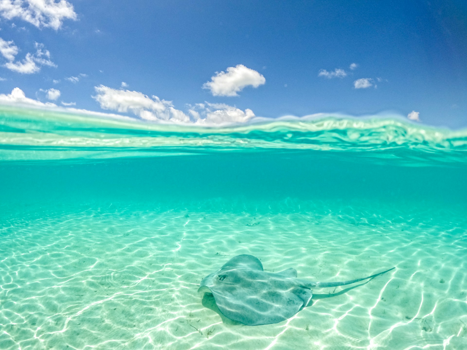 Discover the Vibrant Underwater World on a Bahamas Glass-Bottom Boat Tour